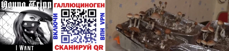 Псилоцибиновые грибы MAGIC MUSHROOMS  мега маркетплейс  Новая Ладога 
